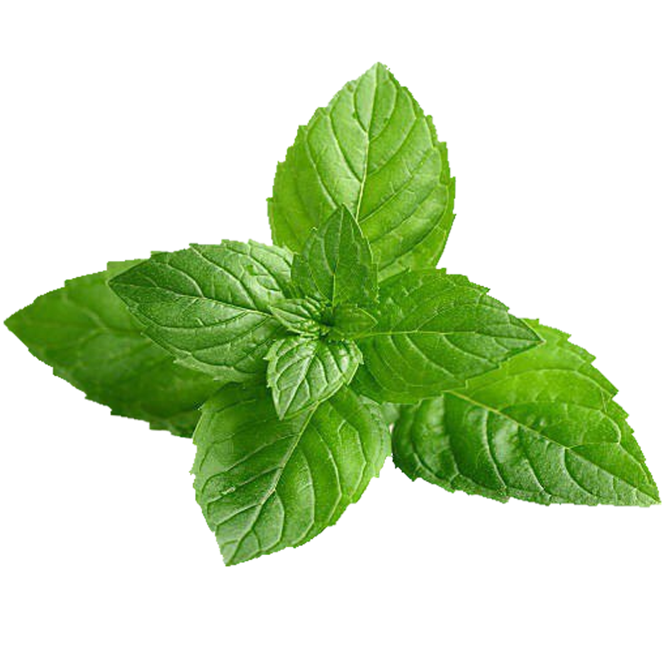 Мята базилик. Мята перечная. Mentha piperita Menthol. Зелень мята.